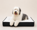 Cama Colchón Extra Grande Moon Bed Para Perros 120x100cm